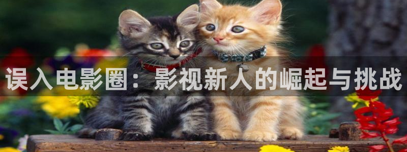 被窝影院手机免费观看：误入电影圈：影视新人的崛起与挑战